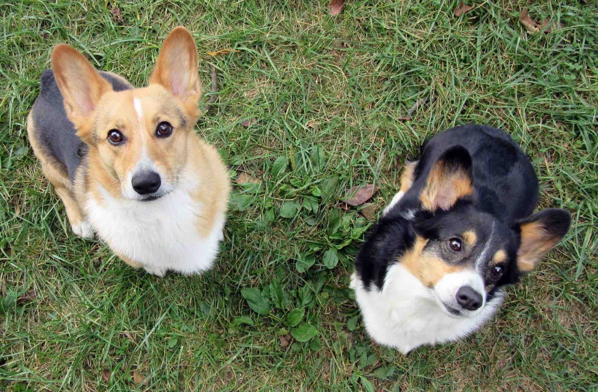 cute-dogs